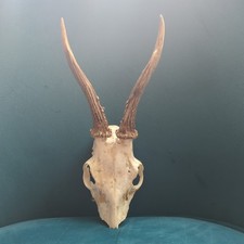 Roe Deer Antlers on Skull
