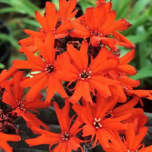 Plug plants lychnis flower - plug,