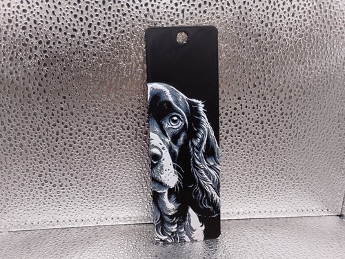 American cocker spaniel - american,