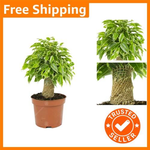 Ficus benjamina kinky - benjamina,
