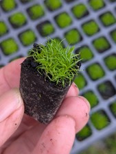20 x Irish Moss - 2cm Plug Plants -Sagina Subulata - (hawaiensis 'Supreme')