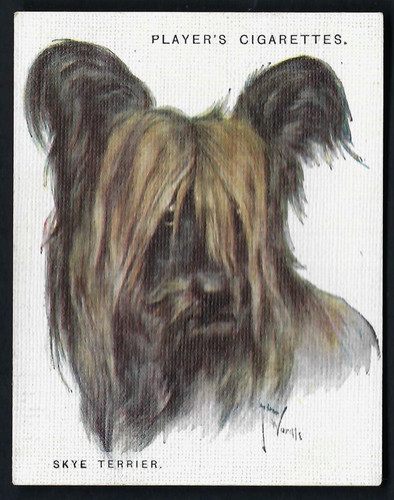 Player dogs by wardle - player,
