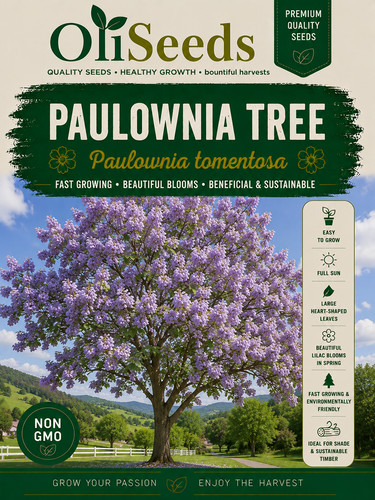 Paulownia tomentosa seeds - tomentosa,