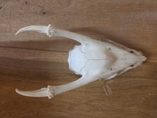 Muntjac Skull, Naturally Cleaned, Foraged, Naturally Ethically Collected