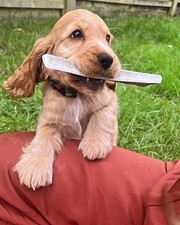 Split Red Deer Antler Dog Chew