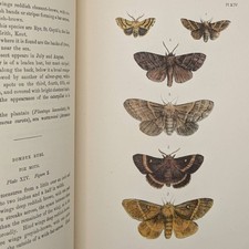 British Moths & Butterfly's