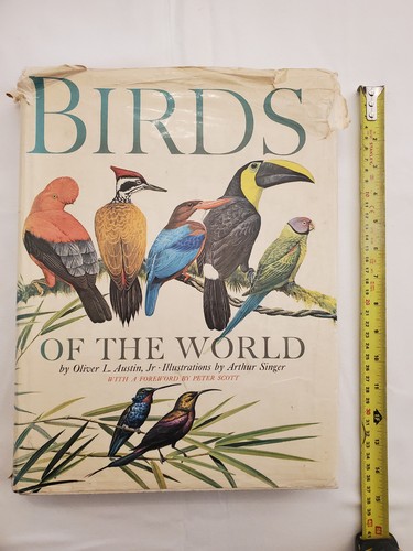 Birds the world - birds,