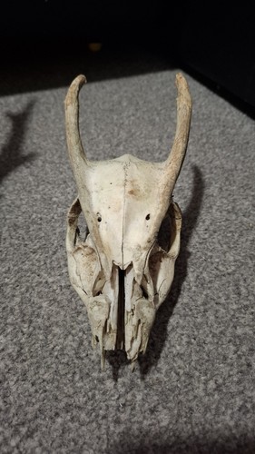 Muntjac real deer - real,