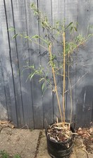 Aureosulcata Aureocaulis