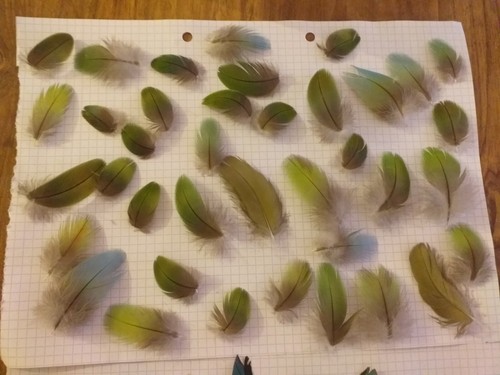 Macaw feathers - macaw,