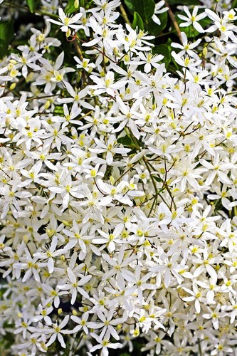 Sweet autumn clematis - 20,