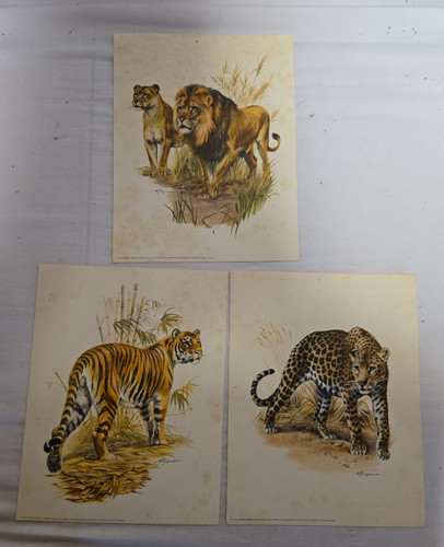 Wilhelm eigener tiger lion - wilhelm,