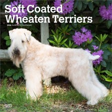 Wheaten Terriers, Soft Coated