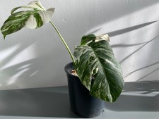 Monstera Albo Variegated –