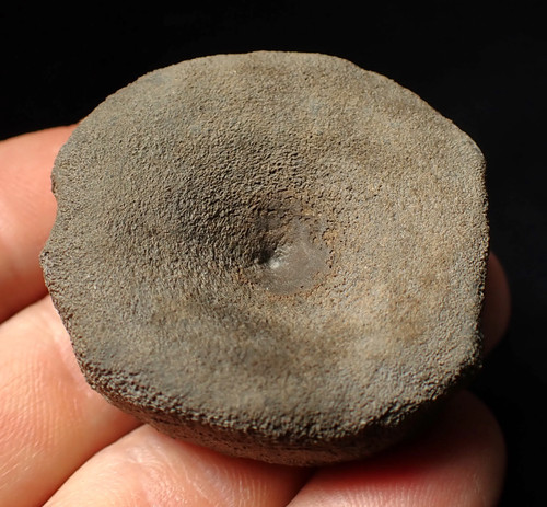 Large jurassic ichthyosaur - jurassic,