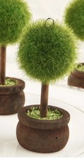 Beautiful Topiary Tree Place