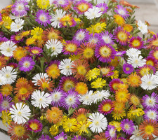 10cm pots of Delosperma Jewel of the Desert.  Hardy Ice Plant, alpine succulent