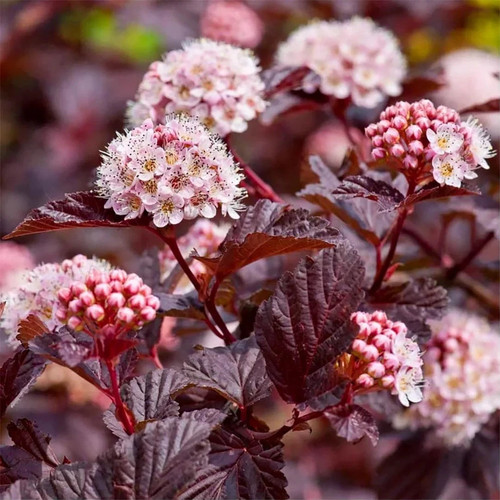 Physocarpus opulifolius lady - opulifolius, 'lady