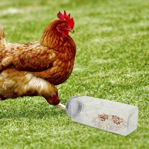 Quail feeder rutin - quail,