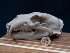 Life Size Polar Bear Skull Replica – Realistic 3D Printed Bone Model Display