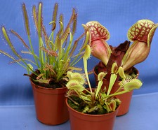 COLLECTION OF 3 CARNIVOROUS PLANTS: 2 x Sarracenia pitcher & 1 x Drosera(sundew)