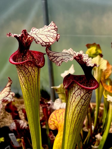 Sarracenia moorei timothy - sarracenia,