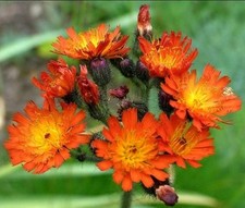 3 Fox and Cubs*Hawkweed*plants. Grown organically.