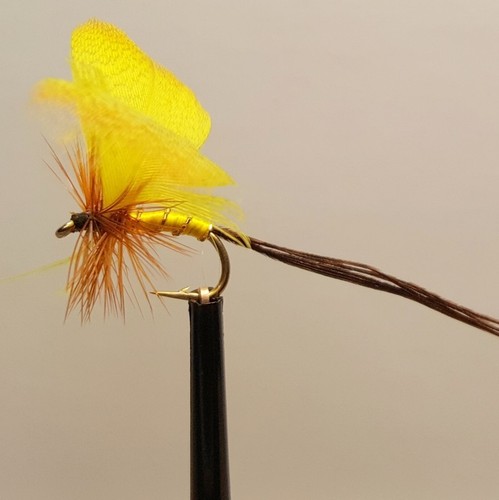 Mayfly yellow drake fly - mayfly,