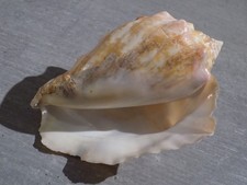 Shell: NEW STROMBIDAE THETYSTROMBUS LATUS 130mm SENEGAL