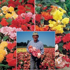 Belgian Giant Begonias - 10