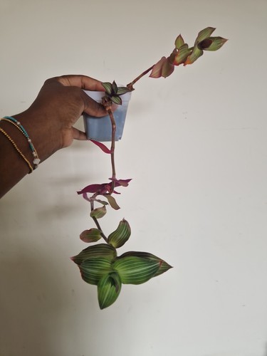 Tradescantia callisia elegans - callisia,