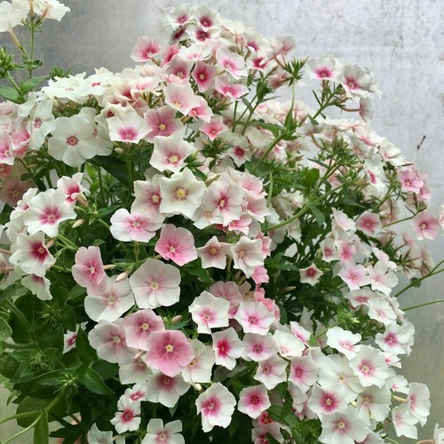 Phlox blushing - phlox,