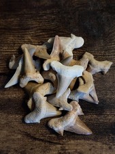 Real shark tooth fossil - real,