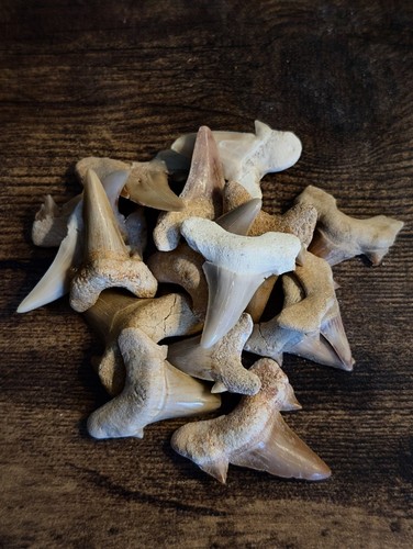 Real shark tooth fossil - real,