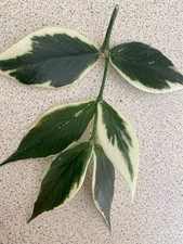 Hoya Polyneura | Outer