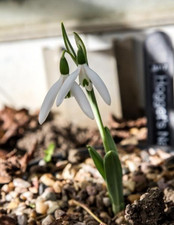 Galanthus HOGGETS NARROW - early flowers NOV/DEC flowering size