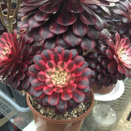 Aeonium swarzkin fresh - aeonium, cutting