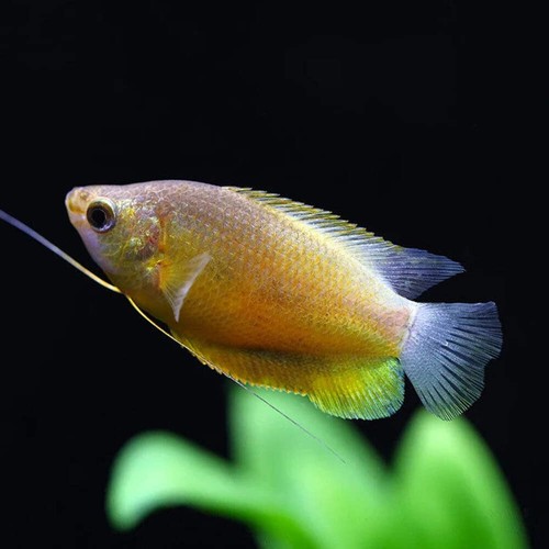 Pack sunset thicklip - sunset, gourami