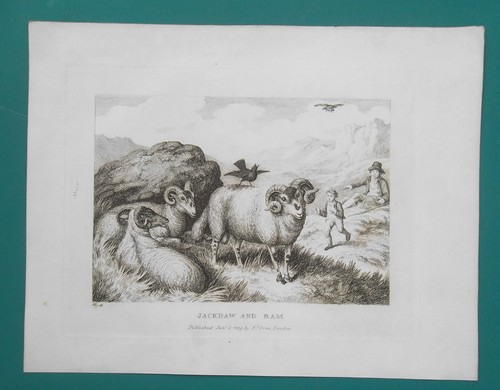 Aesop fables jackdaw - aesop,
