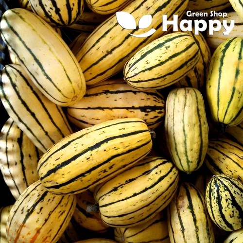 Delicata seeds gourd - 15,