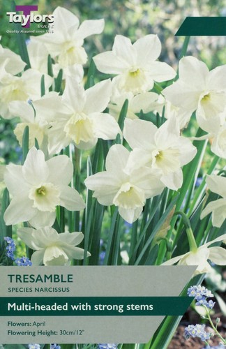 Narcissus tresamble 10 - narcissus, 6