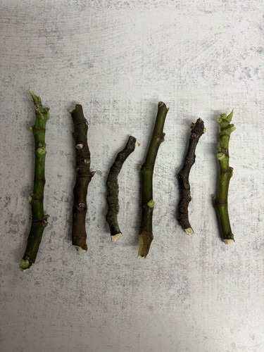 Fresh fig tree cuttings - 6,