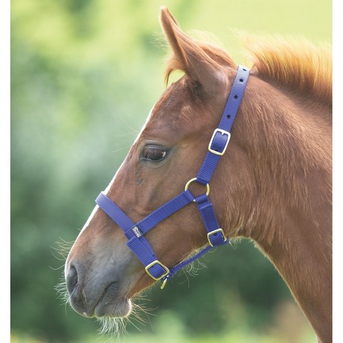 Shires foal nylon - nylon, headcollar