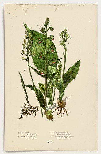 Orchids etc anne pratt - anne,