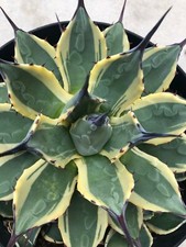 Agave 'Cream Spike', Currently