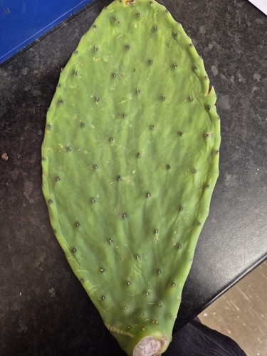 Prickly pear cactus - , pad