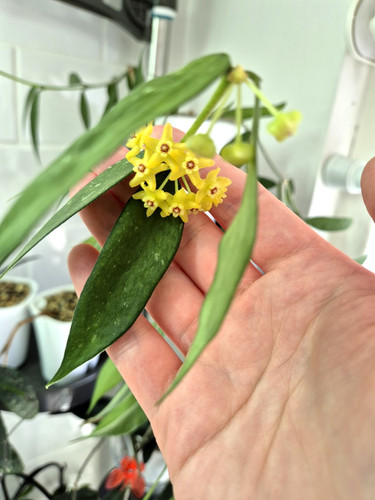 Rare hoya burmanica - burmanica, polyneura