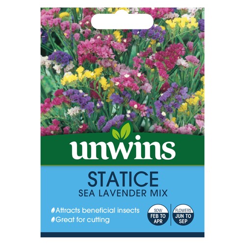 Statice sea lavender mix - sea,