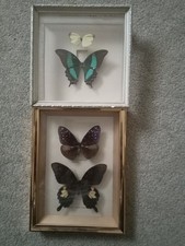 Framed Butterflies Butterfly Taxidermy Real