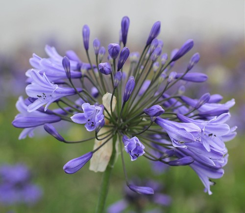New agapanthus martine dark - martine,
